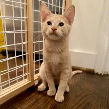 Domestic Short Hair Cats Available for Adoption in Houston, Texas - Potato | PetCurious