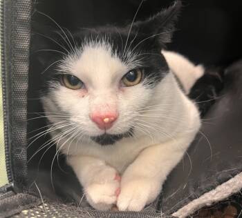 Rescue Domestic Short Hair Cats for Adoption in New York, New York - Mouse Kitty | PetCurious