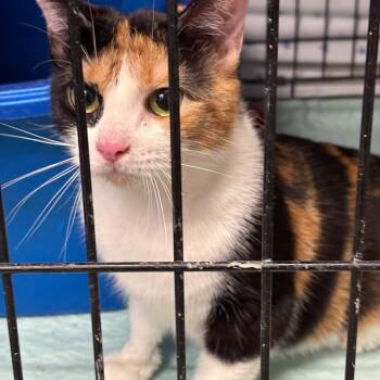 Domestic Short Hair Cats Available for Adoption - Zoey | PetCurious