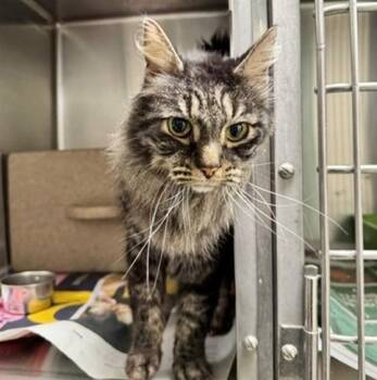 MOZART -  Domestic Long Hair and Domestic Short Hair Cat for Adoption in Anchorage, Alaska - MOZART | PetCurious