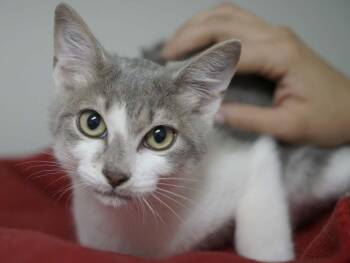 Garnet -  Tabby and Domestic Short Hair Cat for Adoption in Republic, Washington - Garnet | PetCurious