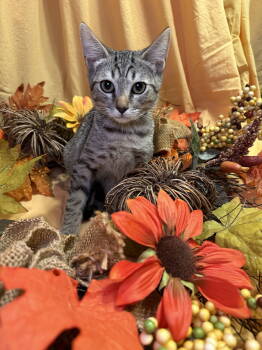 Rescue Domestic Short Hair Cats for Adoption in Oviedo, Florida - Diana | PetCurious