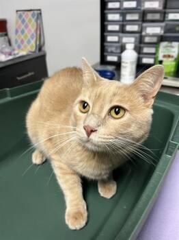 Buddy A061360 -  Domestic Short Hair Cat for Adoption in San Andreas, California - Buddy A061360 | PetCurious