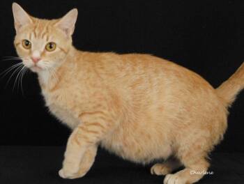 Glamor -  Tabby Cat for Adoption in Newland, North Carolina - Glamor | PetCurious