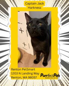 Domestic Short Hair Cats Available for Adoption - Captain Jack Harkness | PetCurious