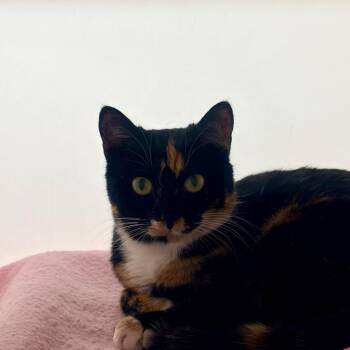 Domestic Short Hair Cats Available for Adoption in Harrisonburg, Virginia - Kanga | PetCurious