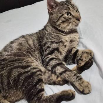 Tiger -  Domestic Short Hair Cat for Adoption in New York, New York - Tiger | PetCurious