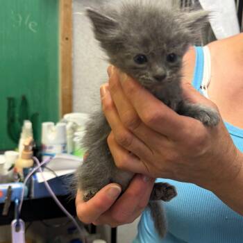 Misdemeanor -  Domestic Short Hair Cat for Adoption in Hinesville, Georgia - Misdemeanor | PetCurious