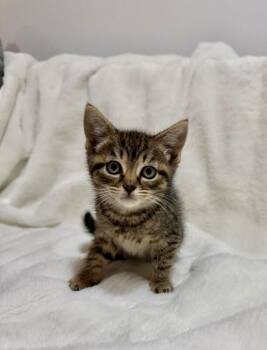 Flora -  Domestic Short Hair Cat for Adoption in North Babylon, New York - Flora | PetCurious