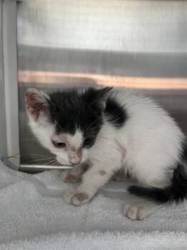 Rescue Domestic Short Hair Cats for Adoption in Pearland, Texas - REMI | PetCurious