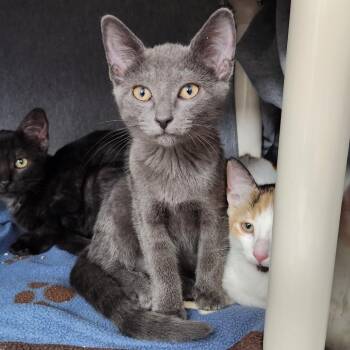 Suki -  Domestic Short Hair Cat for Adoption in Walker, Michigan - Suki | PetCurious