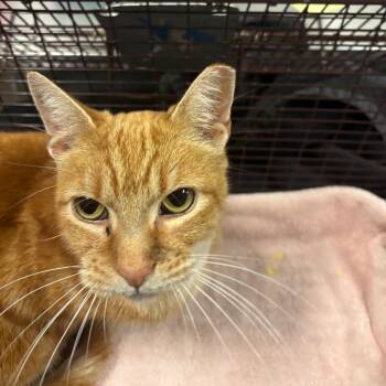 Bella -  Domestic Short Hair Cat for Adoption in Chicago, Illinois - Bella | PetCurious