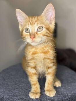 Rescue Domestic Short Hair Cats for Adoption in Sioux Falls, South Dakota - Kringle | PetCurious