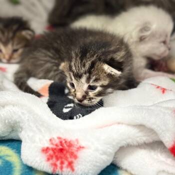 Brownie -  Domestic Short Hair Cat for Adoption in Spring Hill, Kansas - Brownie | PetCurious