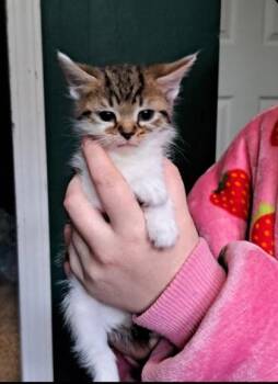 Rescue Domestic Short Hair Cats for Adoption in Belleville, Michigan - Diego | PetCurious