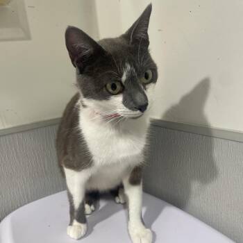 Domestic Short Hair Cats Available for Adoption in Clearwater, Florida - Julia | PetCurious