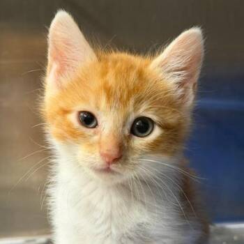 Tangy -  Domestic Short Hair Cat for Adoption in Cumming, Georgia - Tangy | PetCurious