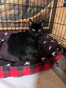 Chapman -  Domestic Medium Hair Cat for Adoption in Jurupa Valley, California - Chapman | PetCurious