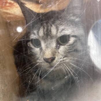 Kyelo -  Domestic Short Hair Cat for Adoption in Philadelphia, Pennsylvania - Kyelo | PetCurious