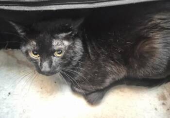 Dayzen -  Domestic Short Hair Cat for Adoption in New York, New York - Dayzen | PetCurious
