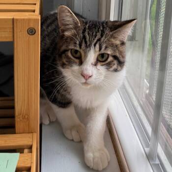 Rescue Domestic Short Hair Cats for Adoption in Portage, Michigan - Rory | PetCurious
