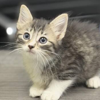 Jared -  Domestic Short Hair Cat for Adoption in Midland, Texas - Jared | PetCurious