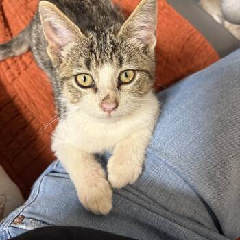 Rescue Domestic Short Hair Cats for Adoption in San Luis Obispo, California - Oliver | PetCurious