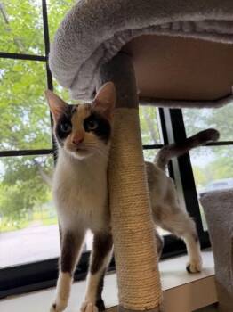 Ghost -  Snowshoe Cat for Adoption in Harbor Springs, Michigan - Ghost | PetCurious