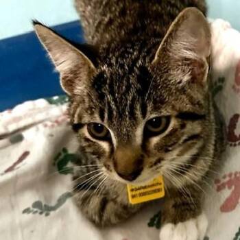 Rufus - Loving and Fun -  Tabby Cat for Adoption in Hoquiam, Washington - Rufus - Loving And Fun | PetCurious