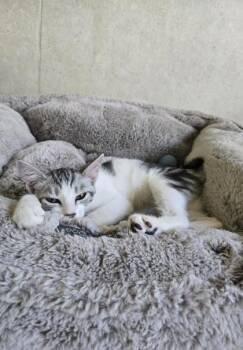 Millie -  Domestic Short Hair Cat for Adoption in Honolulu, Hawaii - Millie | PetCurious