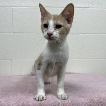 SVAS-Stray-39356 -  Domestic Short Hair Cat for Adoption in Lyndhurst, Virginia - SVAS-Stray-39356 | PetCurious