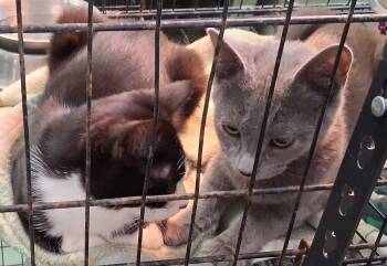 Domestic Medium Hair Cats Available for Adoption in Mcconnelsville, Ohio - Enola | PetCurious