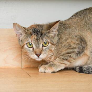 Butter Burger C71090 -  Domestic Short Hair Cat for Adoption in Minnetonka, Minnesota - Butter Burger C71090 | PetCurious