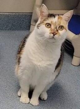 Domestic Medium Hair and Domestic Short Hair Cats Available for Adoption in Taylorsville, North Carolina - Cookie | PetCurious