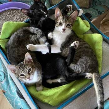Gilligan -  Domestic Short Hair Cat for Adoption in Tampa, Florida - Gilligan | PetCurious