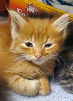 O`Sun -  Domestic Long Hair and Domestic Short Hair Cat for Adoption in Kansas City, Missouri - O`Sun | PetCurious