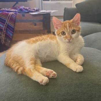 Rescue Domestic Short Hair and Turkish Van Cats for Adoption in Columbus, Ohio - FRANKLIN | PetCurious