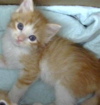 Domestic Short Hair Cats Available for Adoption in Dallas, Texas - KATARA | PetCurious