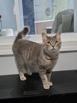 Biggs -  Domestic Short Hair Cat for Adoption in Kansas City, Missouri - Biggs | PetCurious