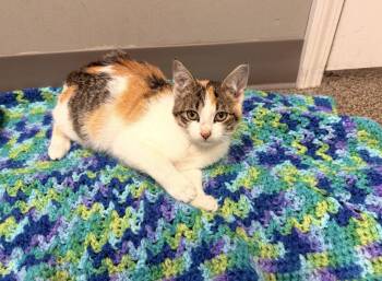 Domestic Short Hair Cats Available for Adoption - June | PetCurious