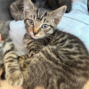 Pepper -  Domestic Short Hair Cat for Adoption in Madisonville, Tennessee - Pepper | PetCurious