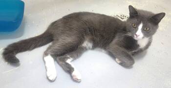 260154  Red Queen -  Domestic Short Hair Cat for Adoption in Wetumpka, Alabama - 260154  Red Queen | PetCurious