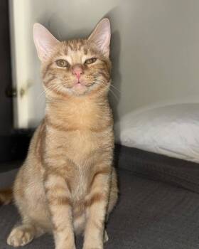 Rescue Tabby Cats for Adoption in Capshaw, Alabama - TANGERINE | PetCurious