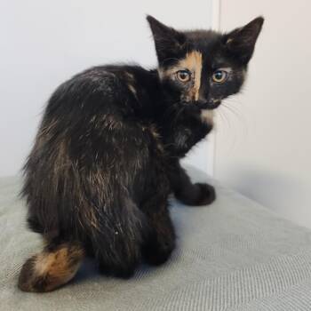 Maggie -  Domestic Short Hair Cat for Adoption in Fort Wayne, Indiana - Maggie | PetCurious