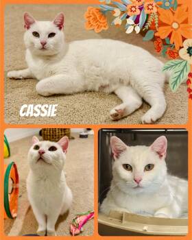 Rescue Domestic Short Hair Cats for Adoption in Fort Worth, Texas - Cassie | PetCurious