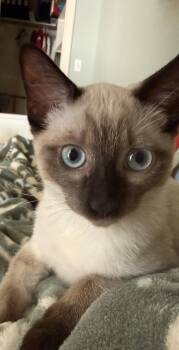 Romie -  Siamese Cat for Adoption in Austin, Texas - Romie | PetCurious