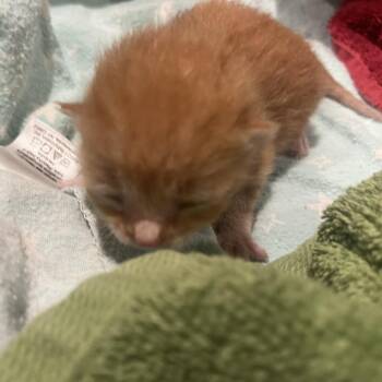 Sam -  Domestic Short Hair Cat for Adoption in Oak Park, Illinois - Sam | PetCurious