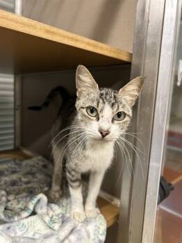 A186829 -  Domestic Short Hair Cat for Adoption in Pasadena, Texas - A186829 | PetCurious