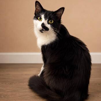 Reba McEntire -  Domestic Medium Hair and Extra Toes Cat Hemingway Polydactyl Cat for Adoption in Winchester, Virginia - Reba McEntire | PetCurious