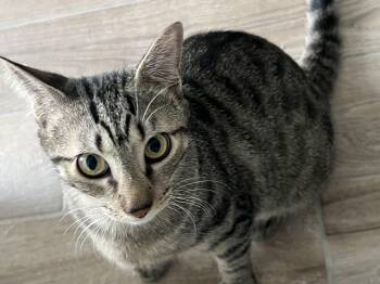 Rescue Tabby Cats for Adoption in Houston, Texas - Wolfgang | PetCurious
